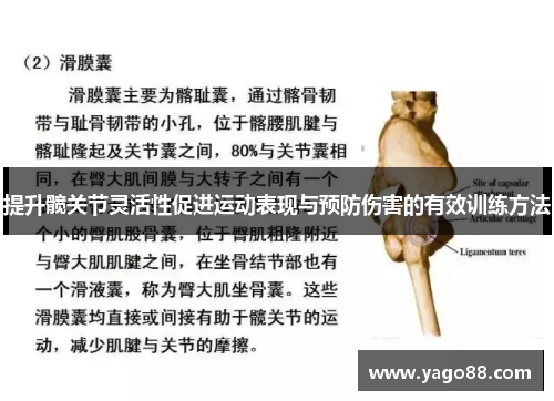 提升髋关节灵活性促进运动表现与预防伤害的有效训练方法