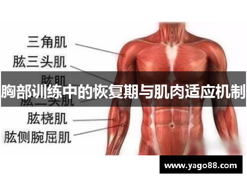 胸部训练中的恢复期与肌肉适应机制